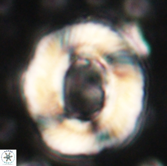 Tonromeinia noeliae 60255