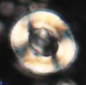 Tonromeinia noeliae 60256