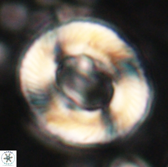 Tonromeinia noeliae 60256