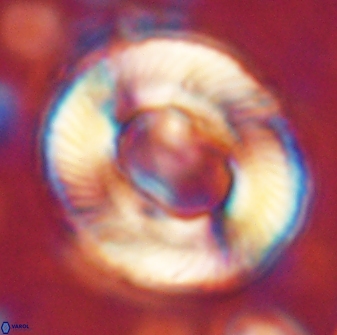 Tonromeinia noeliae 60257