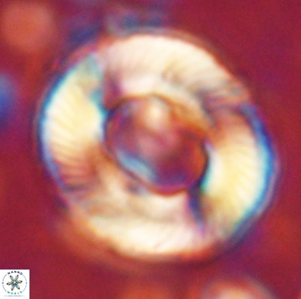 Tonromeinia noeliae 60257