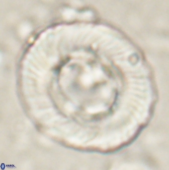 Tonromeinia noeliae 60258