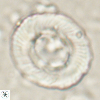 Tonromeinia noeliae 60258