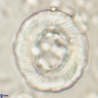 Tonromeinia noeliae 60259