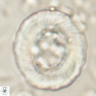 Tonromeinia noeliae 60259