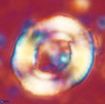 Tonromeinia noeliae 60250