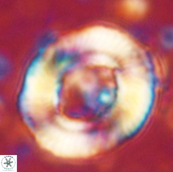 Tonromeinia noeliae 60250