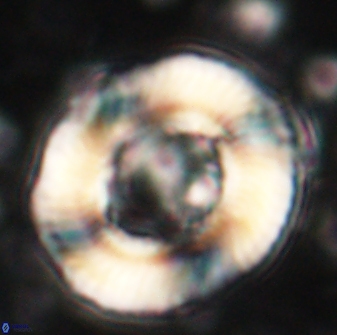 Tonromeinia noeliae 60251