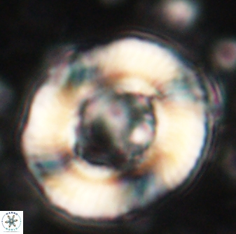 Tonromeinia noeliae 60251
