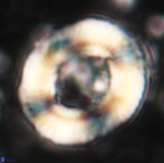 Tonromeinia noeliae 60252