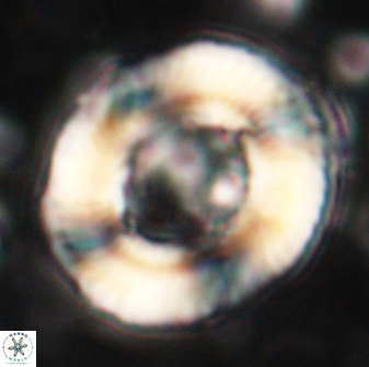 Tonromeinia noeliae 60252