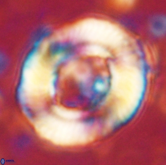 Tonromeinia noeliae 60253