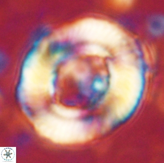 Tonromeinia noeliae 60253