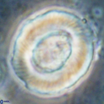 Tonromeinia noeliae 60261