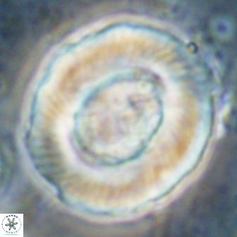 Tonromeinia noeliae 60261