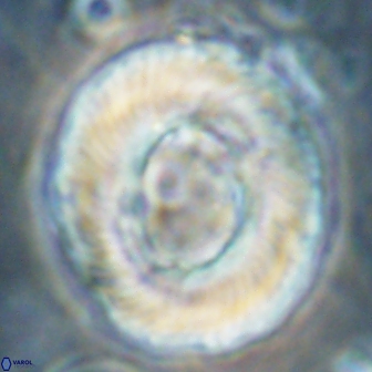 Tonromeinia noeliae 60262