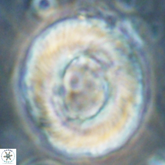 Tonromeinia noeliae 60262