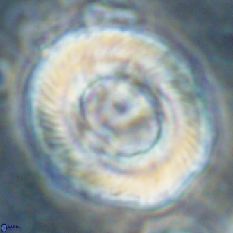 Tonromeinia noeliae 60263