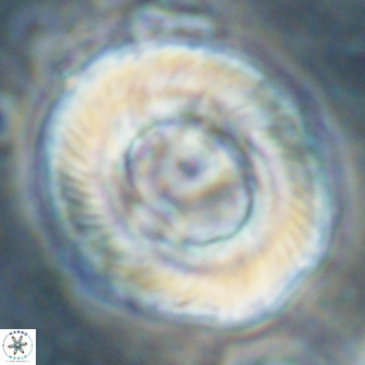 Tonromeinia noeliae 60263