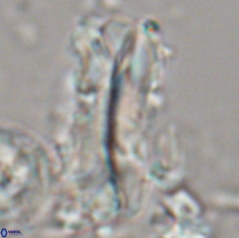 Tonromeiniae deniseae 21516