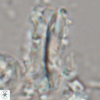 Tonromeiniae deniseae 21516