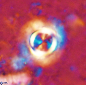 Toweis atalikii 49289