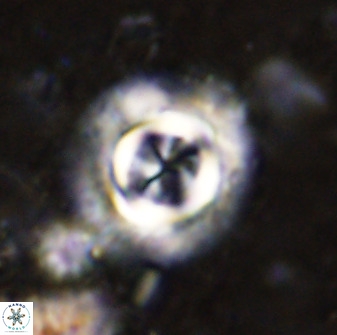 Toweis atalikii 49290
