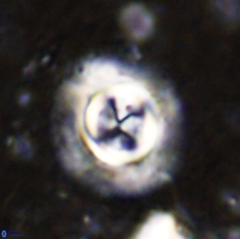 Toweis atalikii 49291