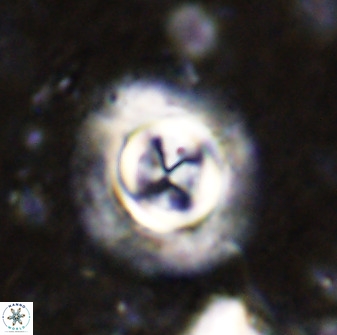 Toweis atalikii 49291