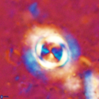 Toweis atalikii 49293