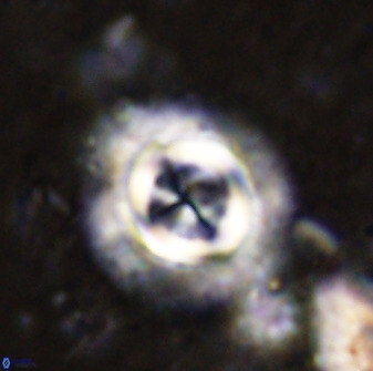 Toweis atalikii 49294