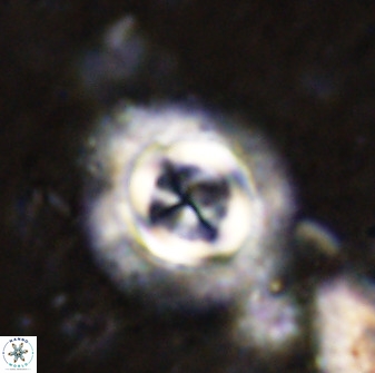 Toweis atalikii 49294
