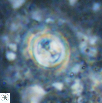 Toweis atalikii 49296