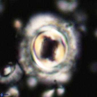 Toweius magnicrassus VR 025641