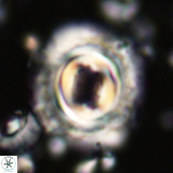 Toweius magnicrassus VR 025641