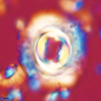 Toweius magnicrassus VR 025642