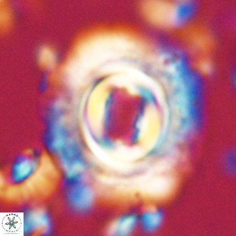 Toweius magnicrassus VR 025642