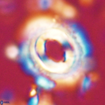 Toweius magnicrassus VR 025643