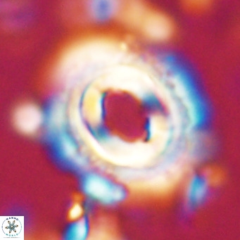 Toweius magnicrassus VR 025643
