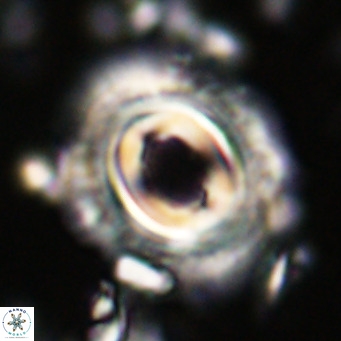 Toweius magnicrassus VR 025644