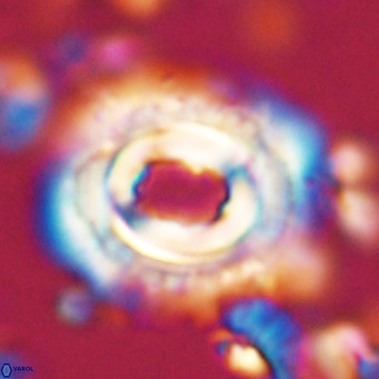 Toweius magnicrassus VR 025646