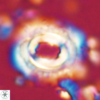Toweius magnicrassus VR 025646