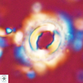 Toweius magnicrassus VR 025647