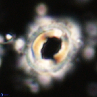 Toweius magnicrassus VR 025648