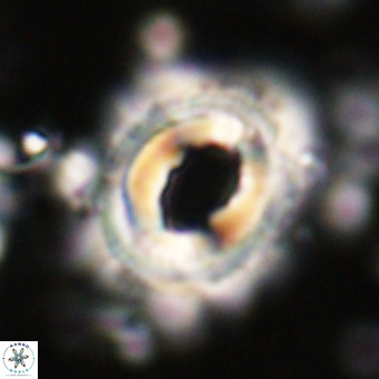 Toweius magnicrassus VR 025648