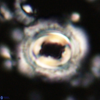 Toweius magnicrassus VR 025649