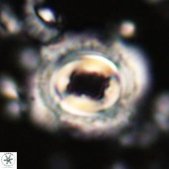 Toweius magnicrassus VR 025649