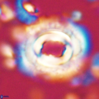 Toweius magnicrassus VR 025650