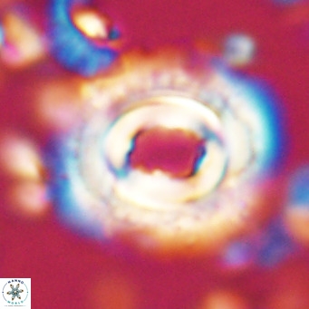Toweius magnicrassus VR 025650