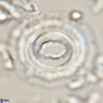 Toweius magnicrassus VR 025651